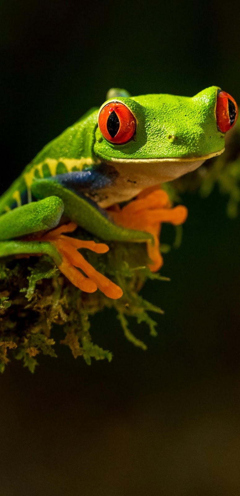 A tree frog's amazing red eyes.