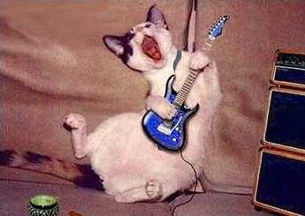 Funny Cat Rocker