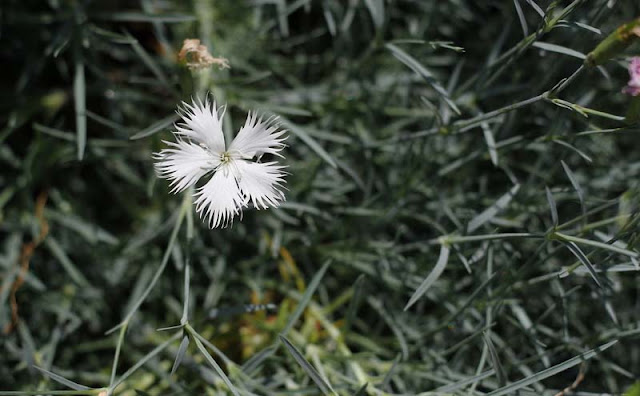 Dianthus Plumarius Flowers Pictures