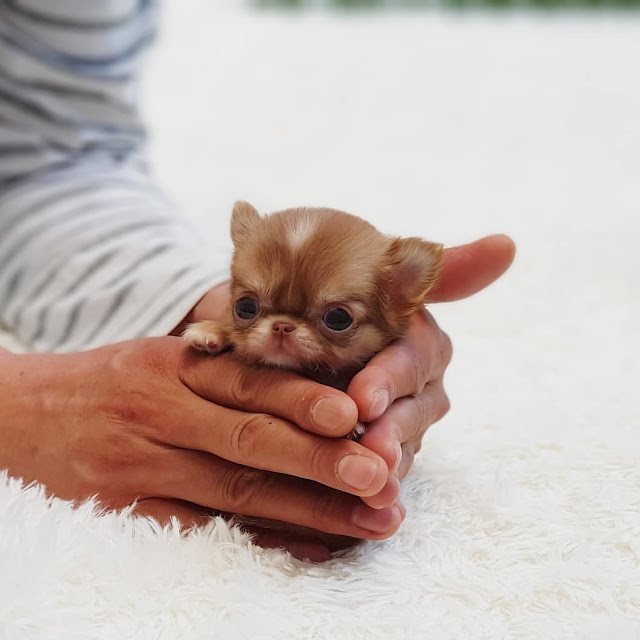 Teacup Chihuahua Puppies for Sale Near You