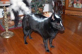 12 Creative and Unusual Dog Costumes (12) 11