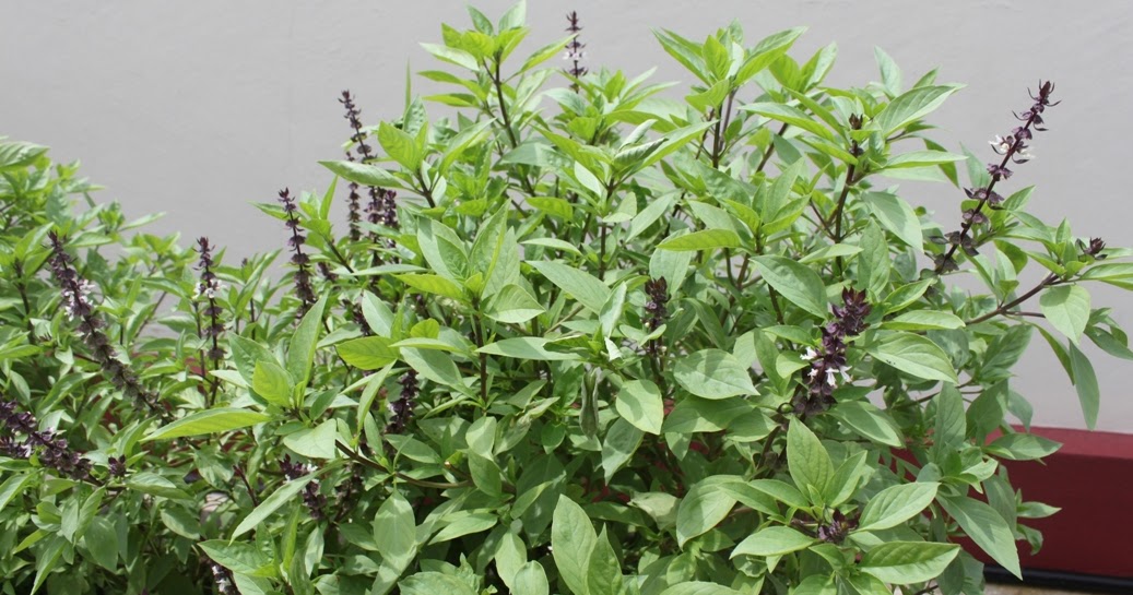 LI NA HERBS: LEMON BASIL: KEMANGI