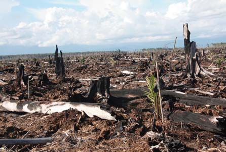 LINGKUNGAN HIDUP  dalam berita dan opini: Gambut 