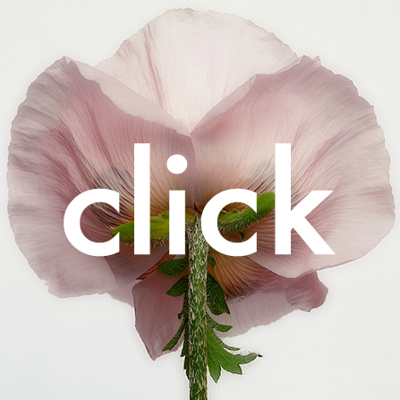 poppy flower flora pink iridescent eyeshadow minimalism makeup beauty geometric inspiration photography tumblr