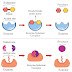 Mechanism of Enzyme action