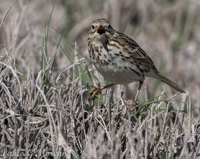 alt="cachirla,aves de Mendoza,pajaros de Mendoza,Anthus"