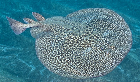 Marbled Torpedo Ray 015