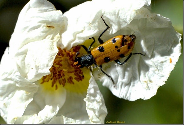 12 _DSC8367X1