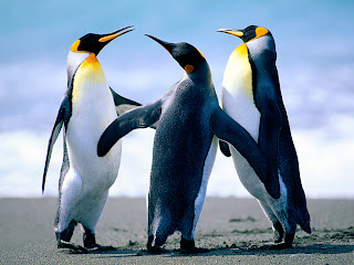 penguins  dancing style