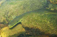 http://sciencythoughts.blogspot.co.uk/2014/06/japanese-eel-classified-as-endangered.html