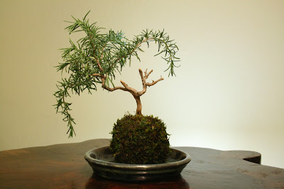 Rosemary Bonsai Trees