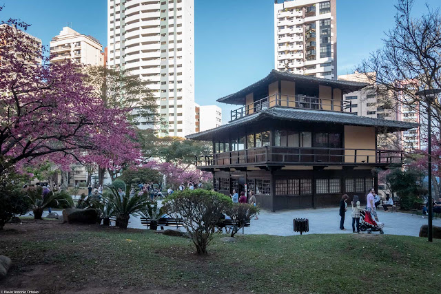 As cerejeiras na Praça do Japão