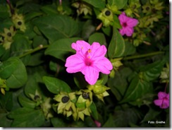 Ukjent blomst