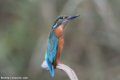 Blauet (Alcedo atthis)