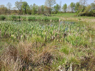 The marsh at the Organic Dairy