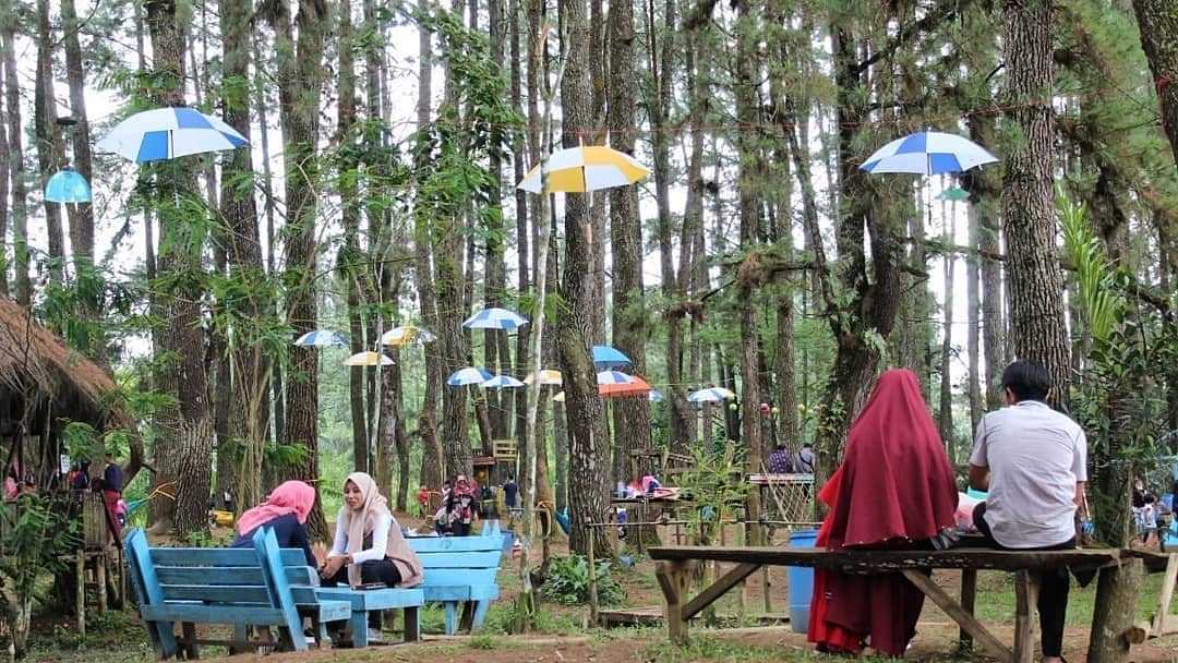Hutan Pinus Sumberjaya, Lampung Barat