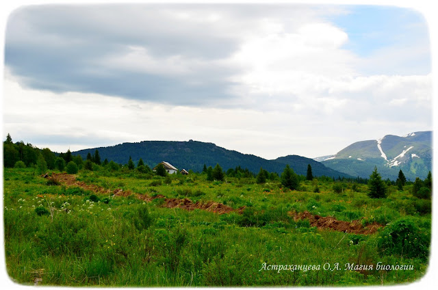 zapadno-altajskij-zapovednik-magiya-biologii