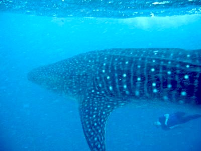 whale shark attack. Swimming with a whale shark