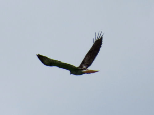 redtail hawk