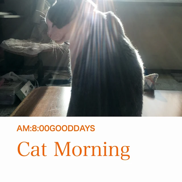 猫の写真ネコブログ最新盤AM:8:00GOODDAYS