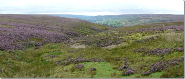 More moor heather on more moors!