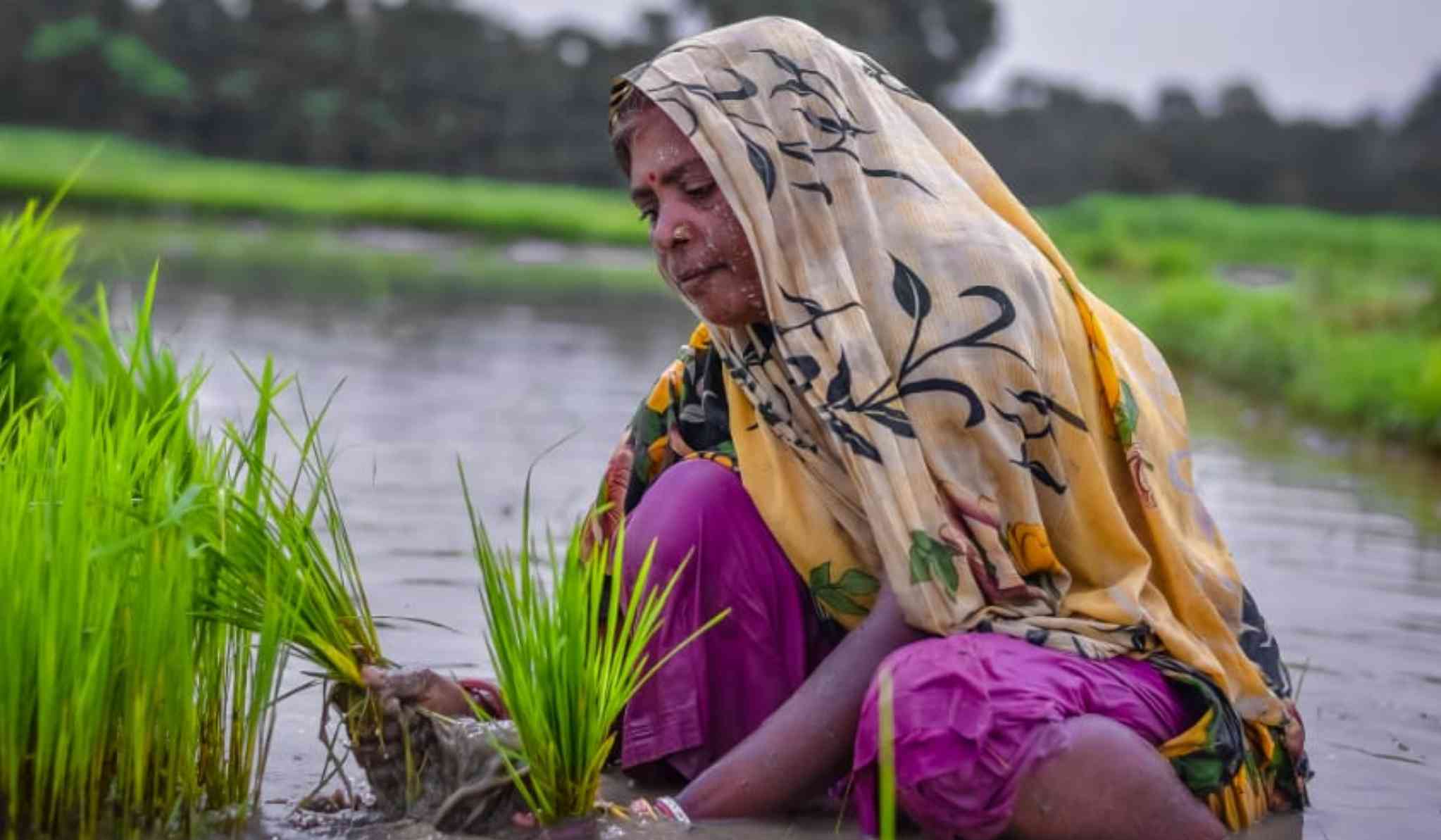 Dhaan ropti aurten gaati hai geet ग्राम्य जीवन पर कहानियाँ  ग्राम्य जीवन पर कविता  ग्रामीण जीवन और शहरी जीवन ग्रामीण संस्कृति पर निबंध  ग्रामीण जीवन का चित्र ग्रामीण जीवन निबंध  ग्रामीण व शहरी जीवन  best hindi story  village life story on paddy cultivation village life drawing village life bharti  my village life  indian village life  village life game village life paragraph  importance of village life भारतीय गांव की मुख्य विशेषताओं का वर्णन ग्रामीण और शहरी जीवन की समस्याओं को रेखांकन भारत के बदलते गाँव पर निबंध । गांव और शहर हिंदी निबंध- Abhishek Aryan Story