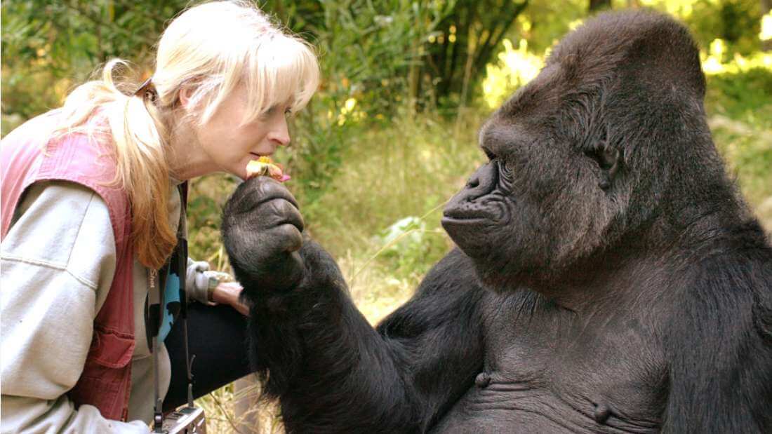 Koko the Gorilla, Well-Known for her Ability to Use Sign Language Has Died at the Age of 46