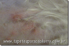 Alergia por pulga Alergia por pulga