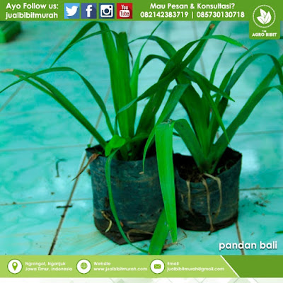 Jual Bibit Pandan Bali Murah, jual bibit, bibit pandan, bibit unggul, bibit murah, jual bibit murah, pandan bali