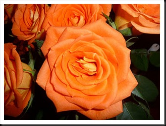 Orange Roses