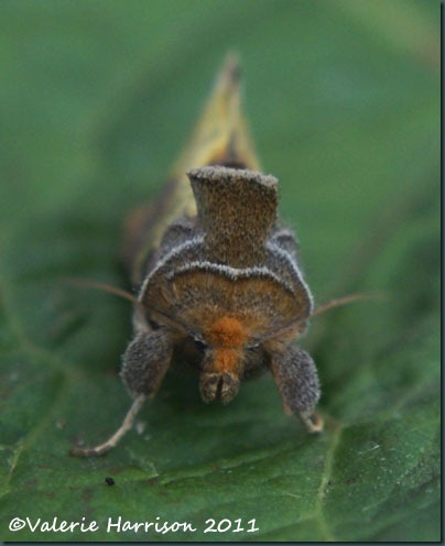 burnished-brass-face