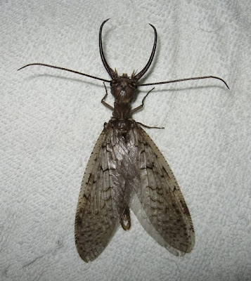 Tangled Web: Male Dobsonfly (Corydalus cornutus)