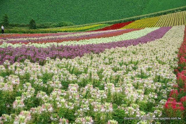 夏日蝶舞 北海道醉蝶花花田 14年6月桌布 園藝部落格 Igarden 花寶愛花園園藝文摘plus