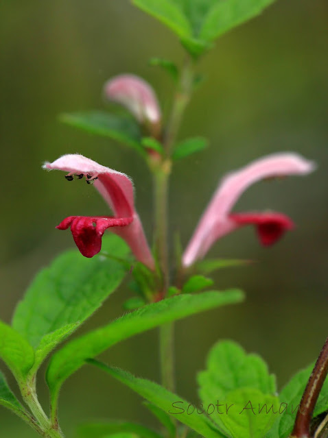 Leonurus macranthus