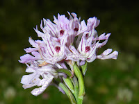 Orchis commutata