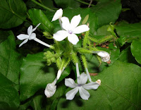 Cara Mengobati Kencing Batu dengan Obat Kencing Batu Herbal