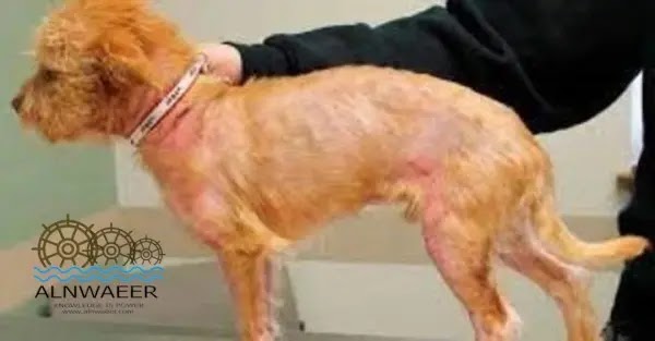 امراض الجلدية عند الكلاب بالصور  - العيادة البيطرية - الطبيب البيطري
