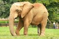 Elephant - Johannesburg Zoo