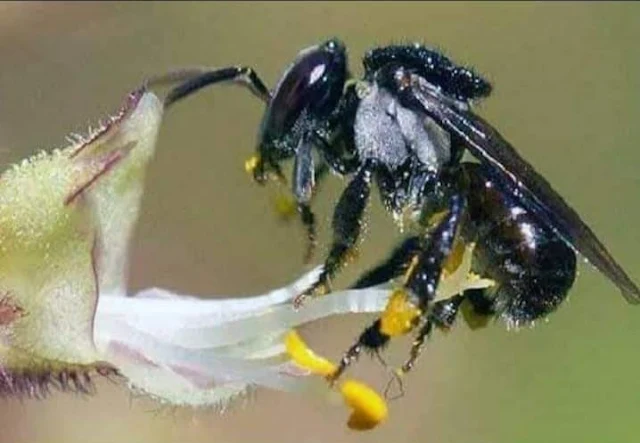 Lebah Trigona Kelanceng Kelulut