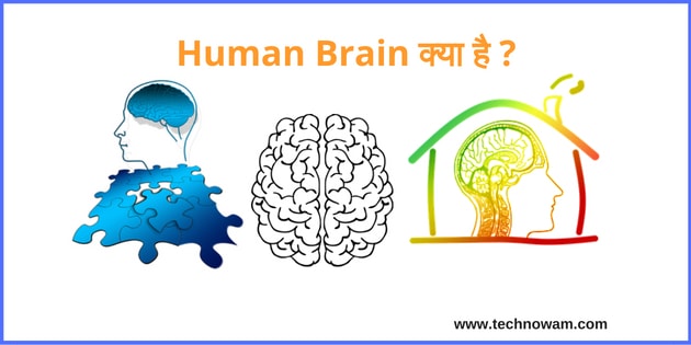 All about  Human brain