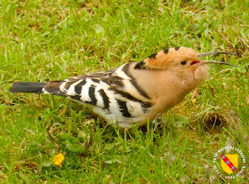 BAINVILLE-SUR-MADON (54) - Des oiseaux rares : les huppes fasciées