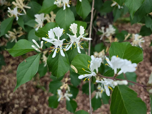 Invasive Honeysuckle Identification
