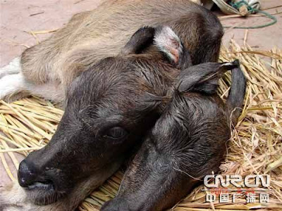 Newborn calf with two heads 