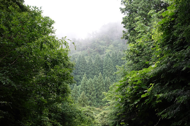 鎌倉山グリーンラインの杉の森