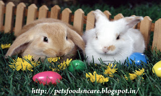 caring for rabbits