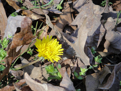 Lake Gaston flowers