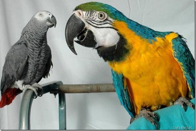 parrot daily mail
