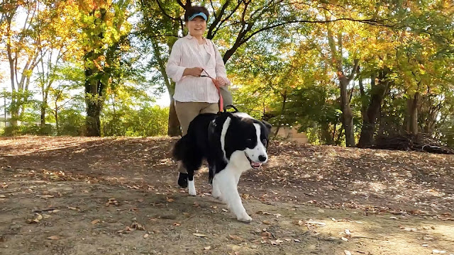 保護犬 ボーダーコリー トーマ 赤城高原SA