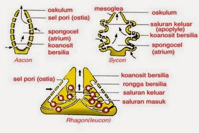  Contoh Hewan Invertebrata Beserta Nama Latinnya  Terbaru 10