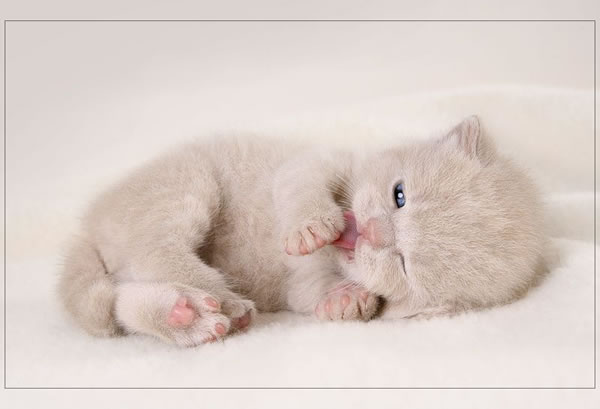 KUCING CANTIK, LUCU DAN IMUT  Ketawa Lucu
